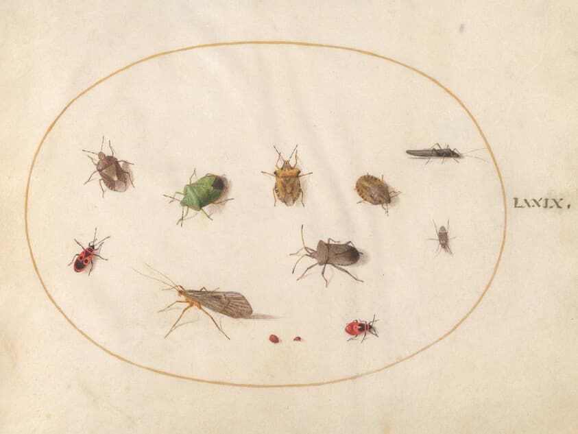Plate 79: Twelve Insects, Including Shield Bugs — Joris Hoefnagel