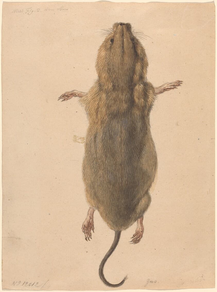 A Field Mouse, from Above — Johann Rudolph Schellenberg
