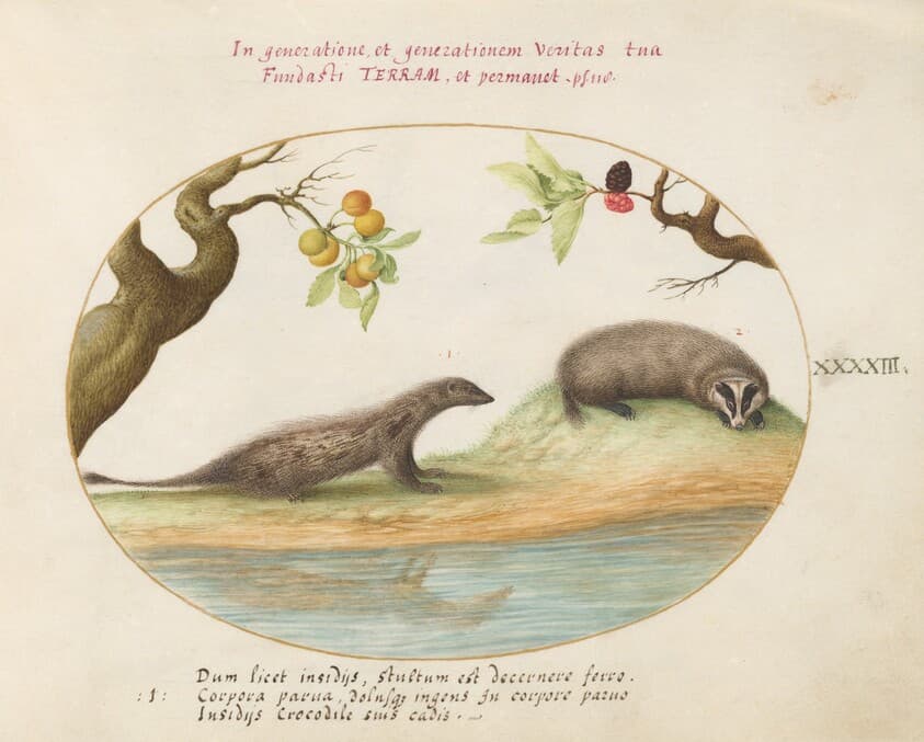 Plate 43: Mongoose and Badger with Fruit Trees — Joris Hoefnagel