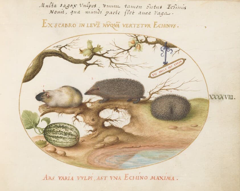 Plate 48: Guinea Pig and Hedgehogs with Melon and Cobnuts — Joris Hoefnagel