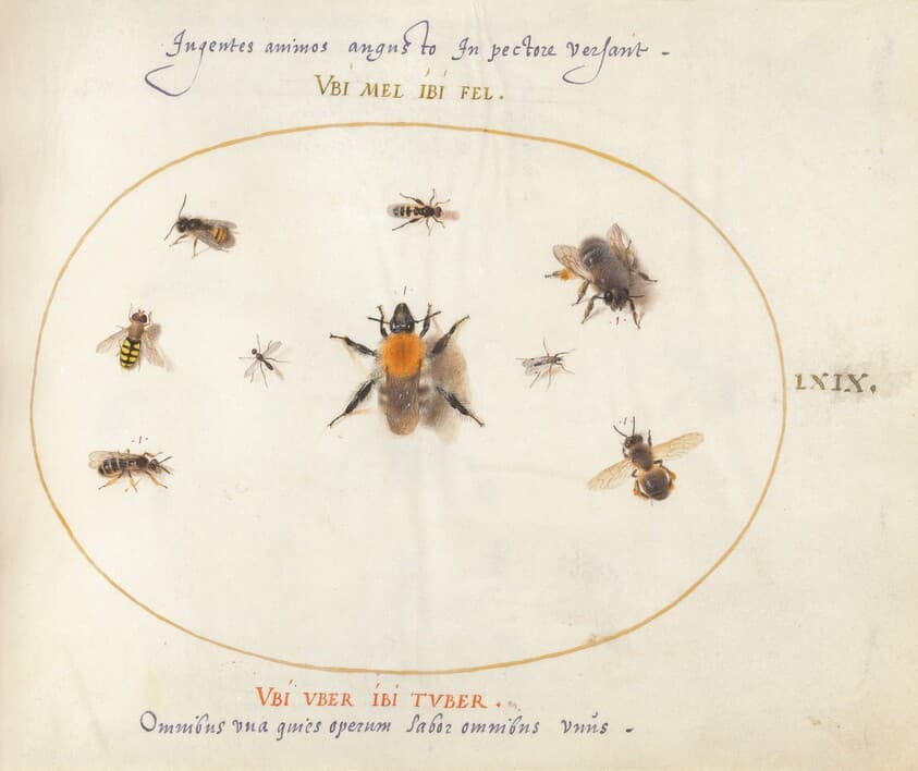 Plate 69: Nine Bees and Other Insects — Joris Hoefnagel
