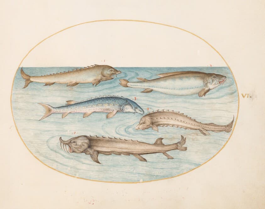 Plate 6: Five Catfish and Sturgeon(?) — Joris Hoefnagel