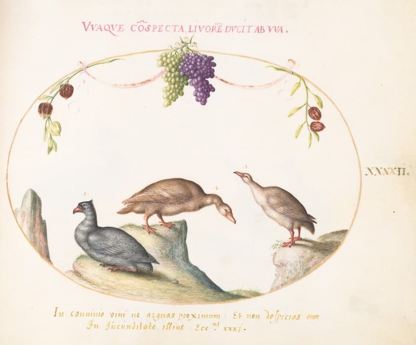 Plate 42: Two Gray Geese with a Third Bird and Hanging Grapes — Joris Hoefnagel
