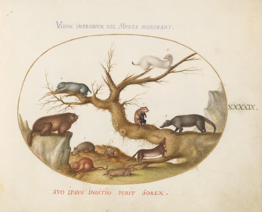 Plate 49: Marmot, Hamsters, Rat, Field Mouse, Shrew, and a Coatimundi — Joris Hoefnagel
