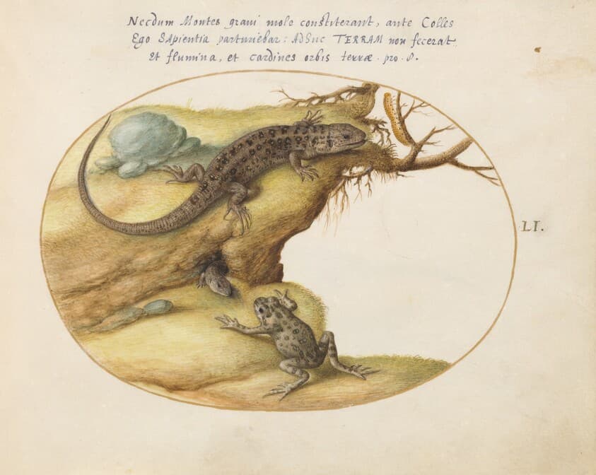 Plate 51: Two Sand Lizards, a Common Parsley Frog(?), and a Caterpillar — Joris Hoefnagel