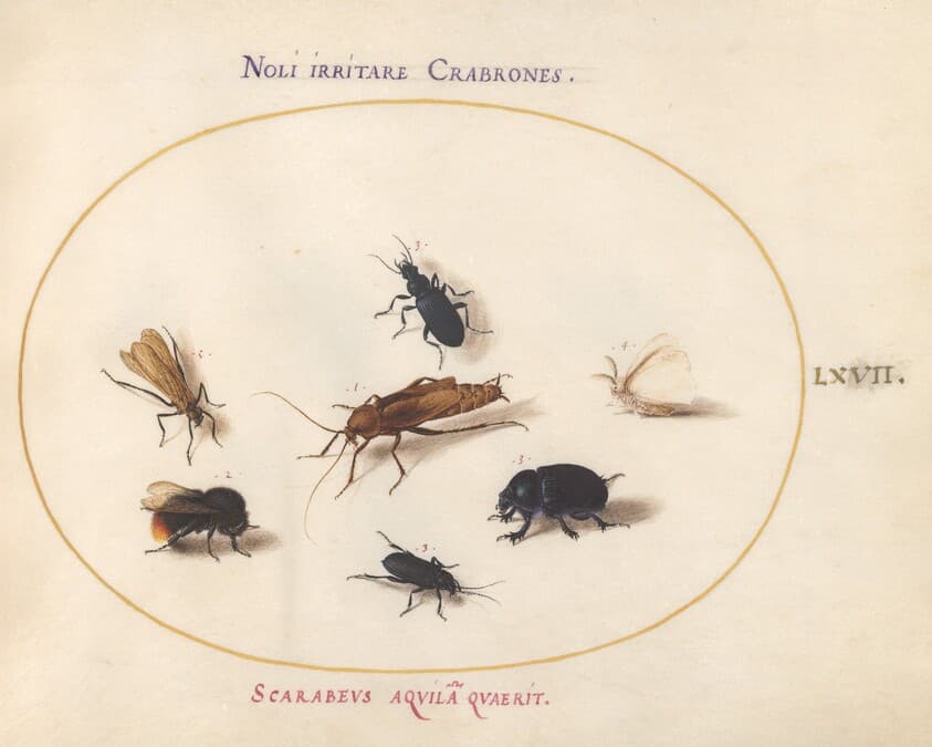 Plate 67: Seven Insects, Including a White Butterfly and a Bee — Joris Hoefnagel