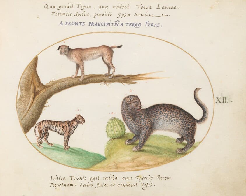 Plate 13: A Tiger, a Lynx, and a Jaguar(?) — Joris Hoefnagel