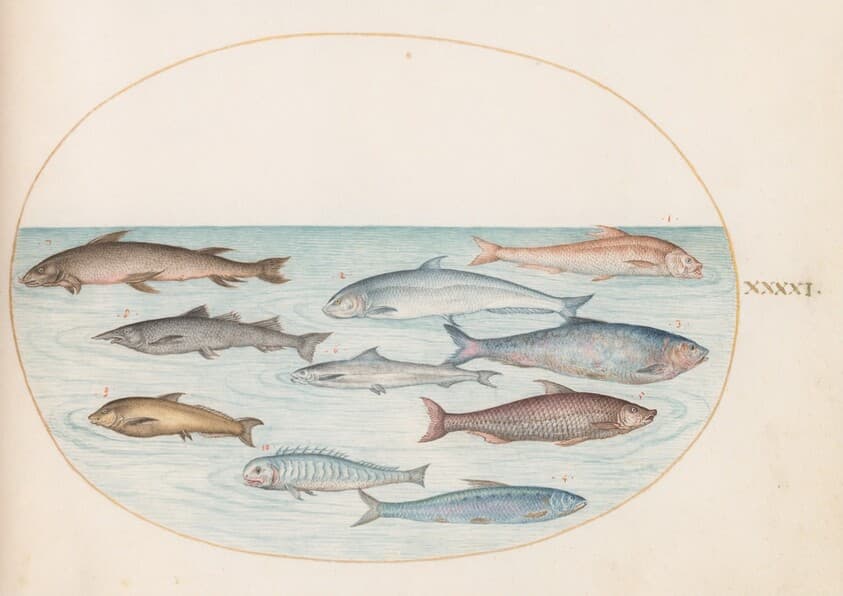 Plate 41: Whitefish(?) and Other Fish — Joris Hoefnagel