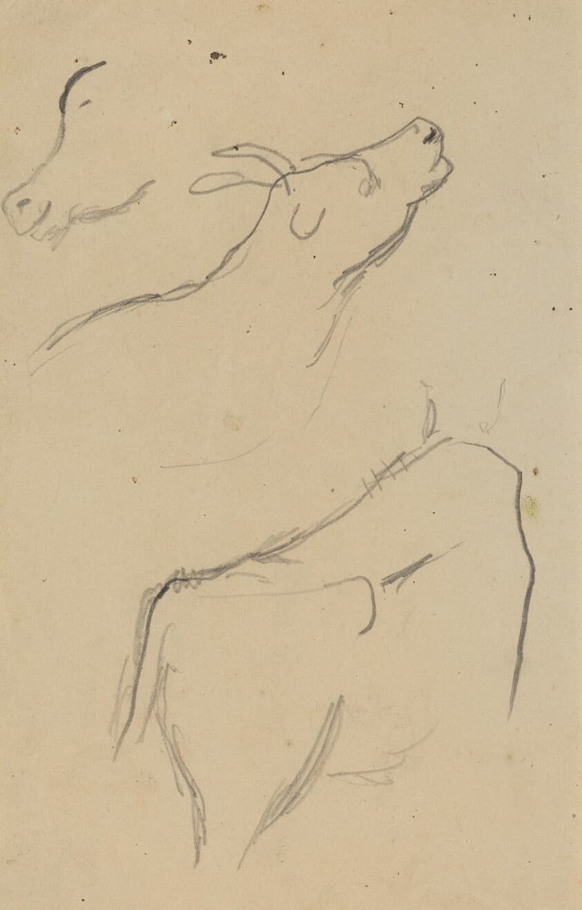 Studies of a Cow [verso] — Paul Gauguin