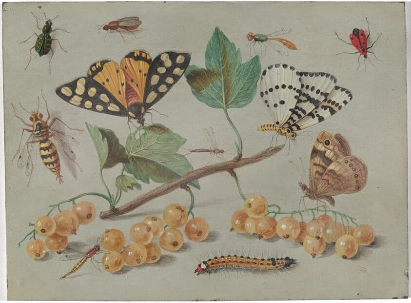 Study of Butterfly and Insects — Jan van Kessel the Elder