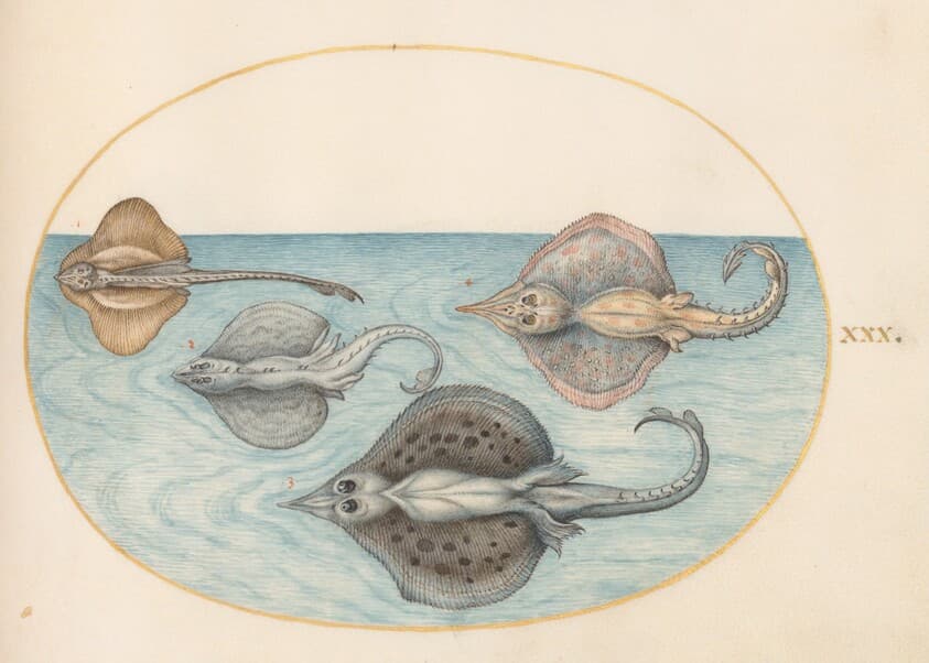 Plate 30: Four Rays — Joris Hoefnagel