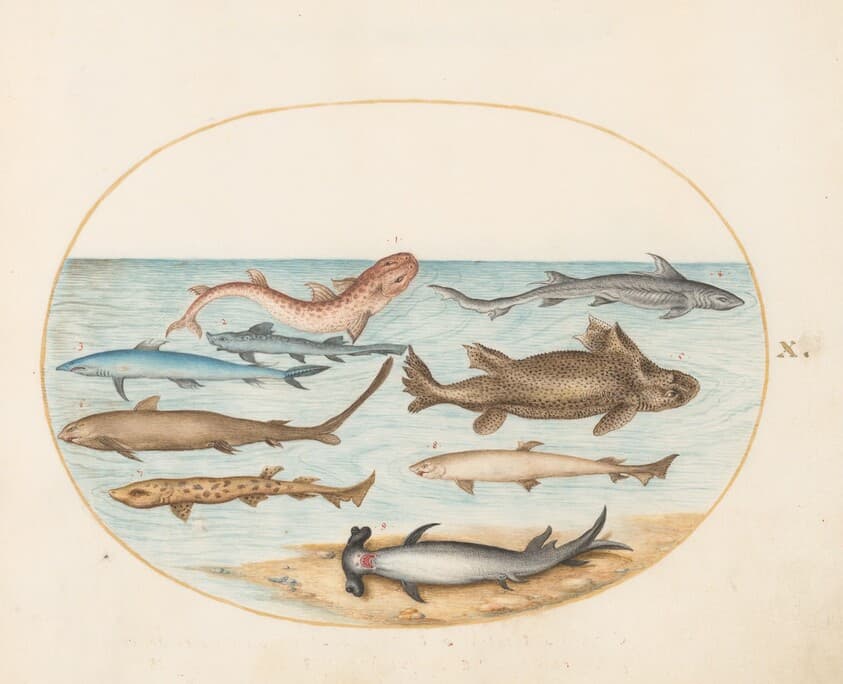 Plate 10: Nine Sharks — Joris Hoefnagel