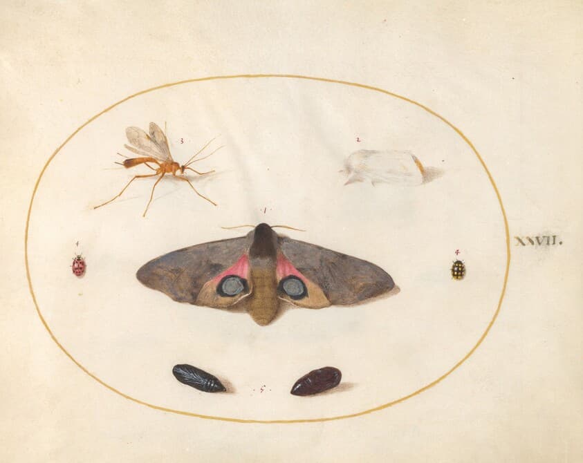 Plate 27: An Eyed Hawk-Moth, Two Chyrsalides, and Other Insects — Joris Hoefnagel