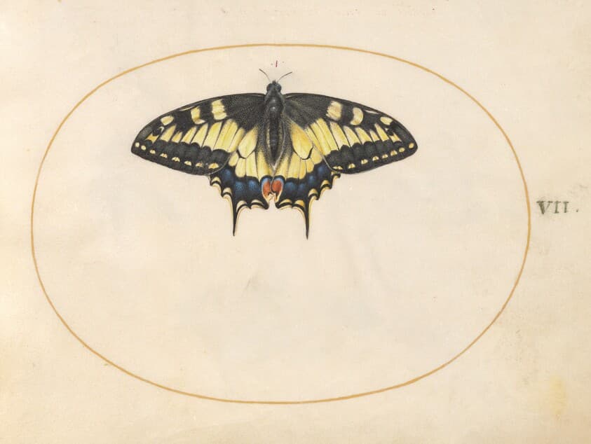 Plate 7: Swallowtail Butterfly — Joris Hoefnagel