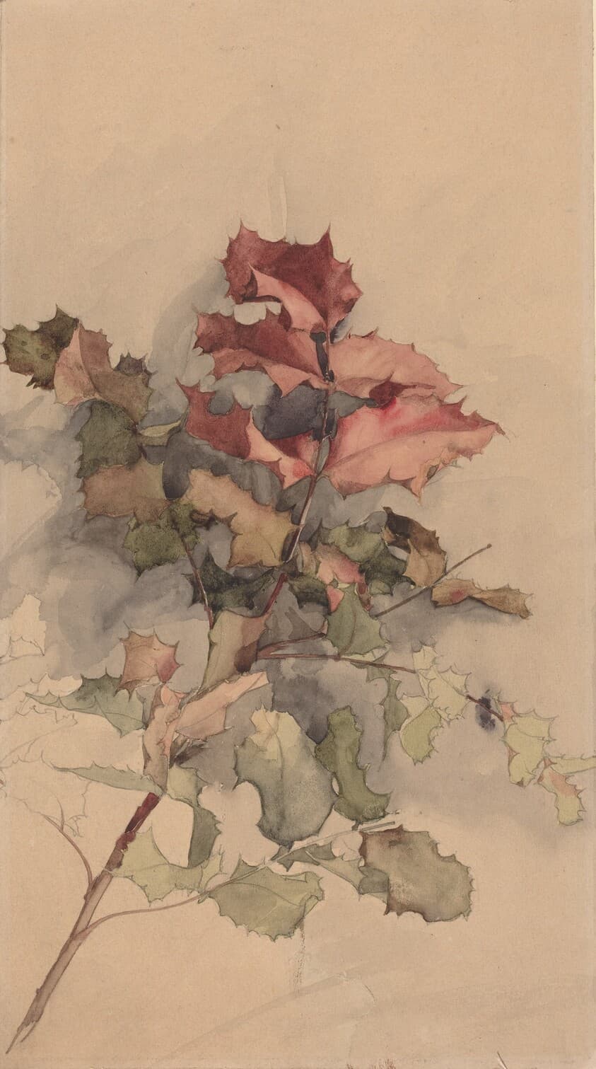 Study of the shrub — Karel Vitezslav Masek
