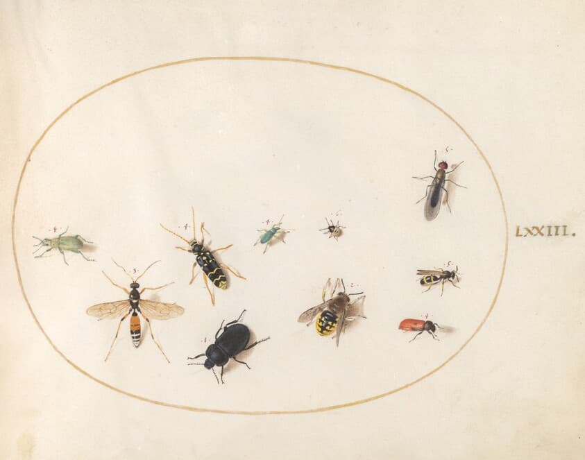Plate 73: Ten Insects — Joris Hoefnagel