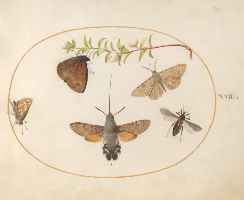 Plate 23: Hummingbird Hawk Moth, Butterflies, and Other Insects around a Snowberry Sprig — Joris Hoefnagel