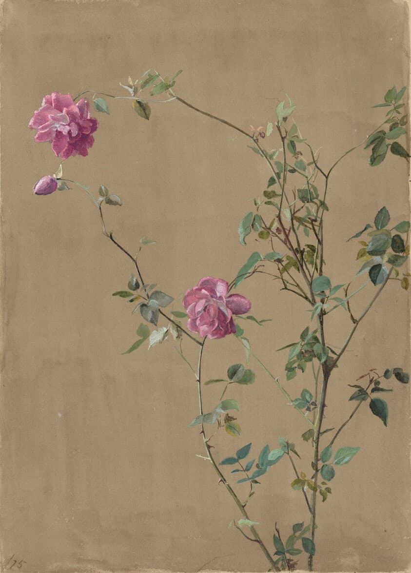 Pink Roses — Fidelia Bridges