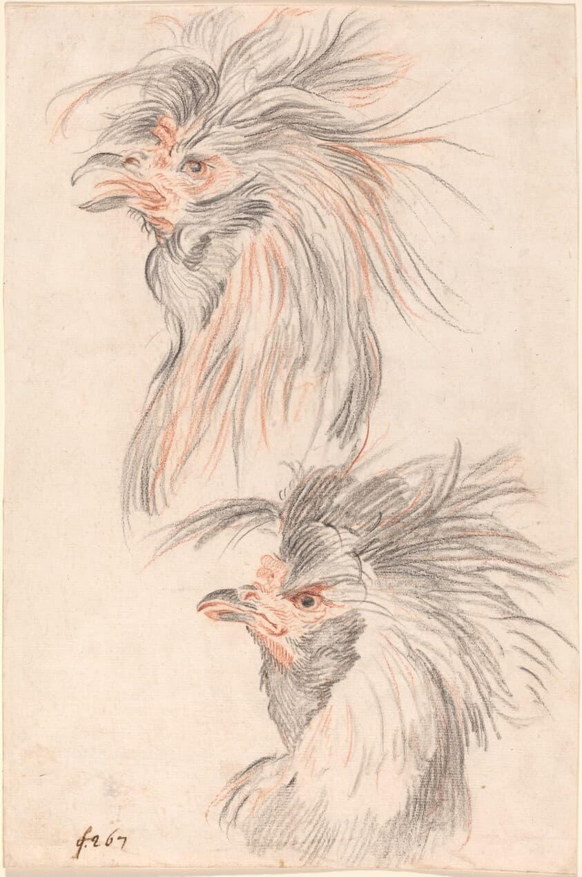 Fighting Cock — Johann Rudolph Schellenberg