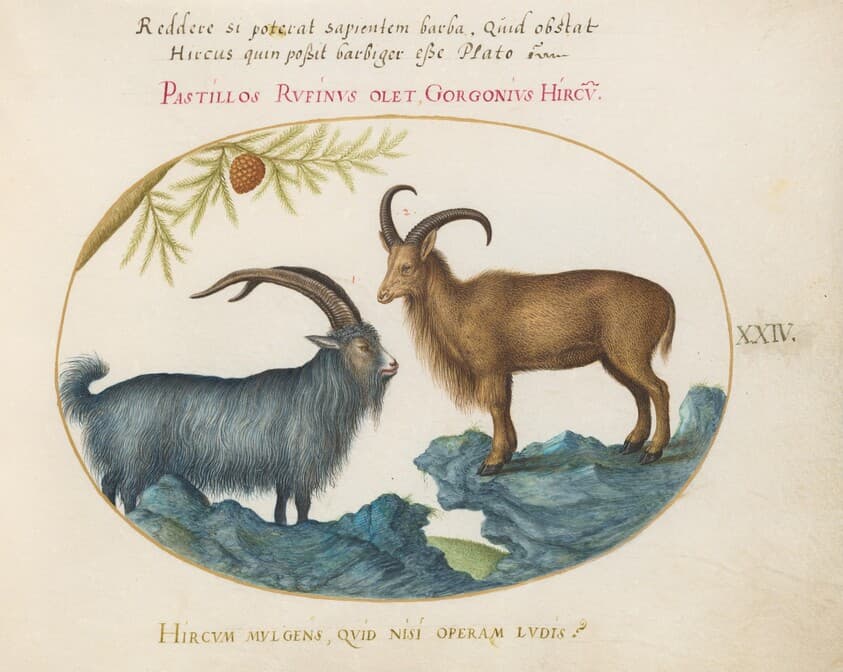 Plate 24: A Wild Goat and a Barbary Sheep(?) — Joris Hoefnagel