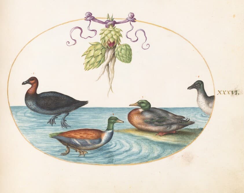 Plate 36: Red-Breasted Merganser, Shoveler, and Mallard, and Duck with Artichokes — Joris Hoefnagel