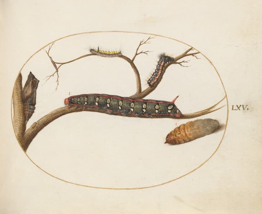 Plate 60: Leafy Spurge Hawkmoth Caterpillar, Gray Dagger Caterpillar, and Pupae — Joris Hoefnagel