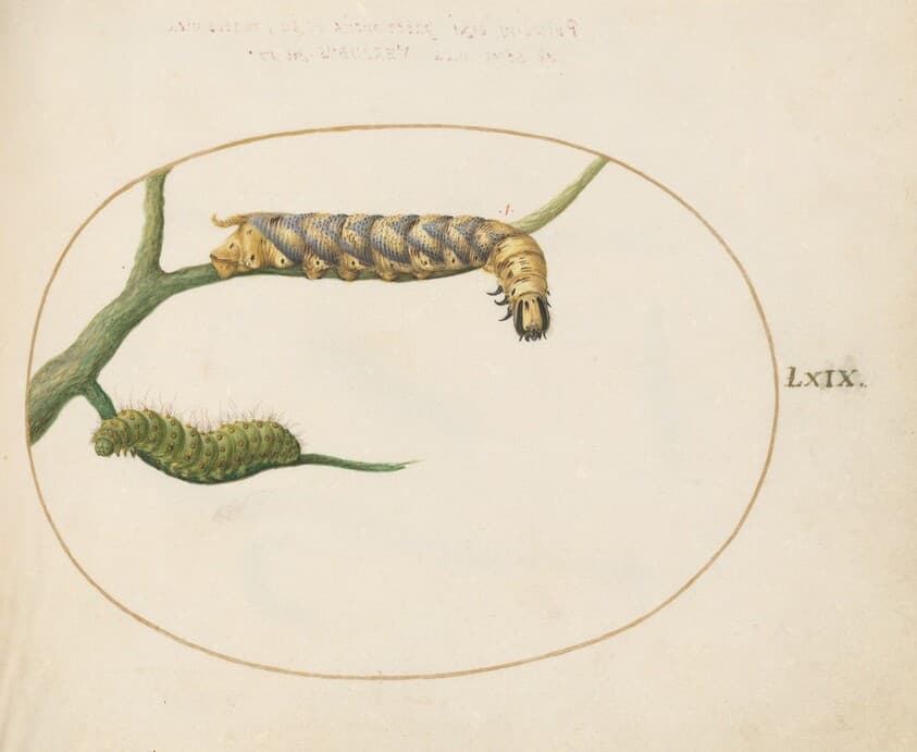 Plate 69: Emperor Moth Caterpillar with a Second Caterpillar on a Branch — Joris Hoefnagel