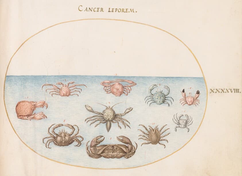 Plate 48: Ten Crabs — Joris Hoefnagel