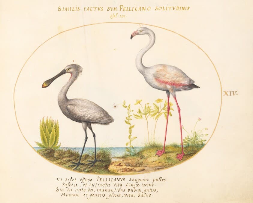Plate 14: Spoonbill Crane and Flamingo — Joris Hoefnagel