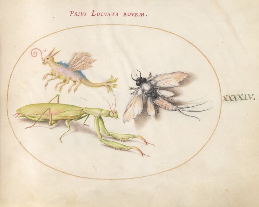 Plate 44: Mantis, Mayfly, and a Fictional Locust — Joris Hoefnagel