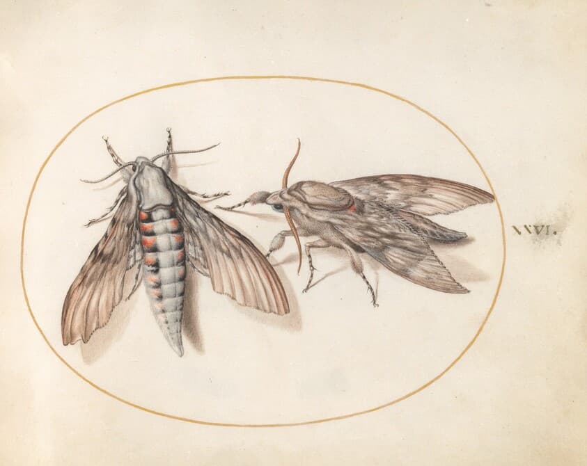 Plate 26: Two Hawk Moths — Joris Hoefnagel