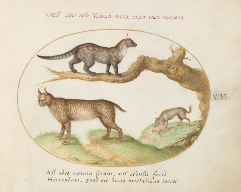 Plate 14: A Civet, a Lynx, and a Hyena Eating a Dog — Joris Hoefnagel