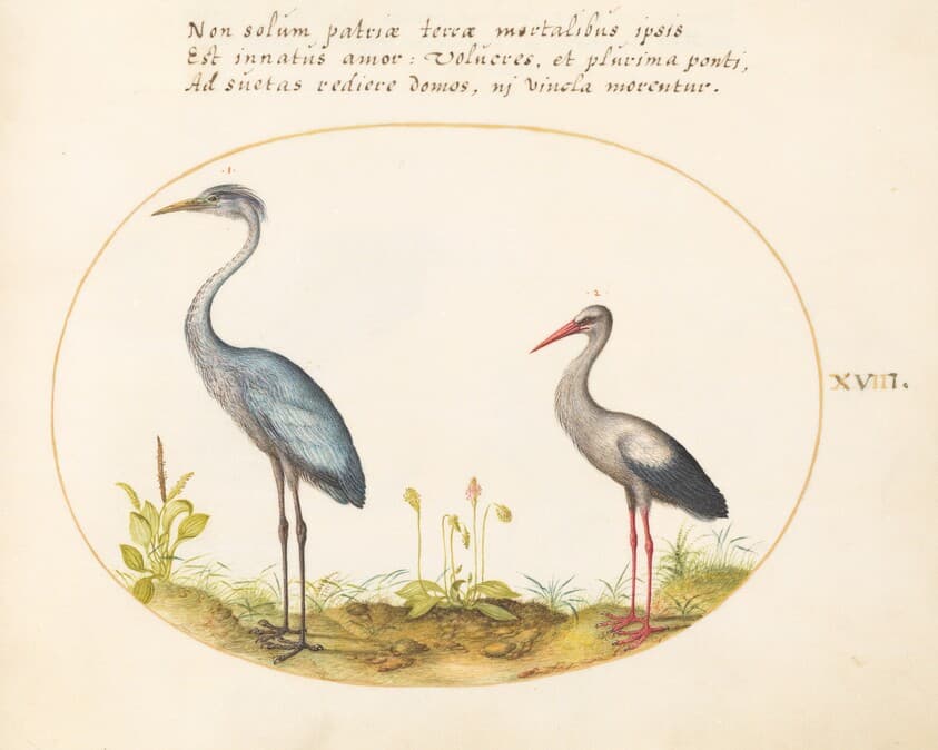 Plate 18: Heron and Stork — Joris Hoefnagel