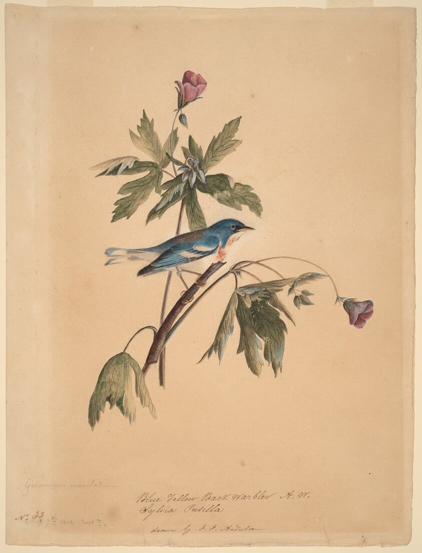 Blue Yellow Back Warbler — John James Audubon