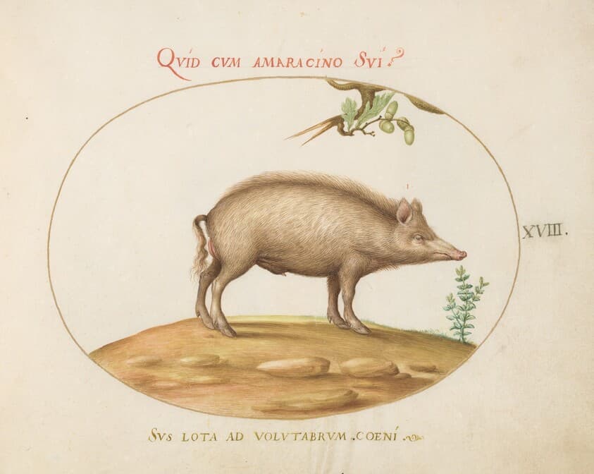 Plate 18: A Pig with Acorns — Joris Hoefnagel