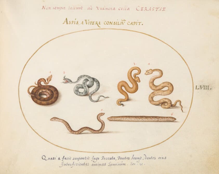 Plate 58: Asps and Vipers — Joris Hoefnagel
