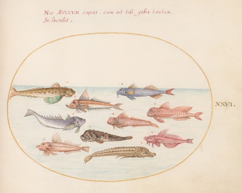 Plate 26: Gurnards, Dragonets, and Other Fish — Joris Hoefnagel