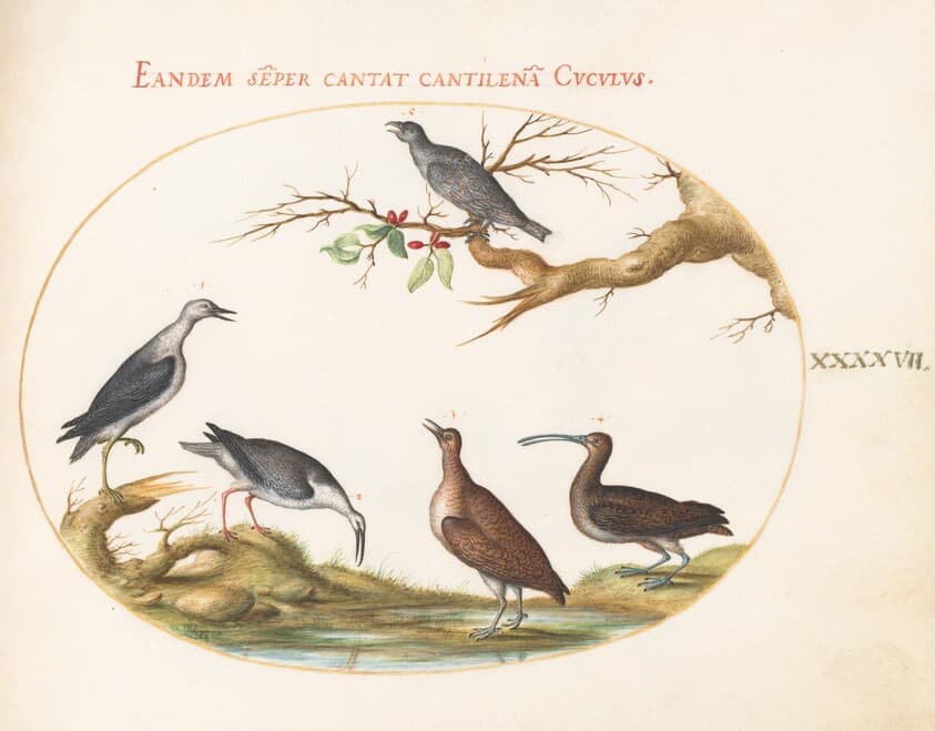 Plate 47: Shore Birds with a Perching Bird — Joris Hoefnagel