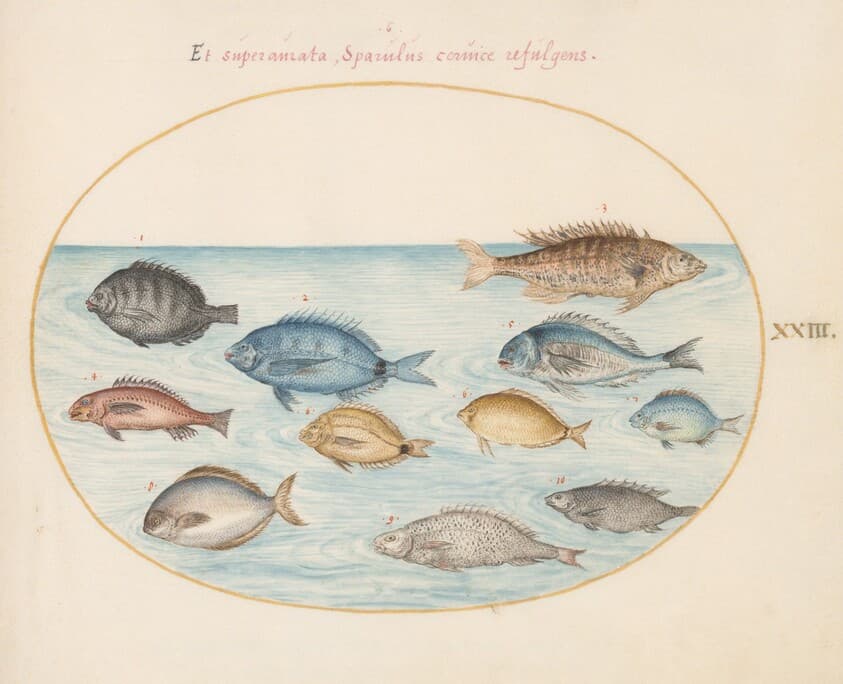 Plate 23: Bream(?) and Other Fish — Joris Hoefnagel