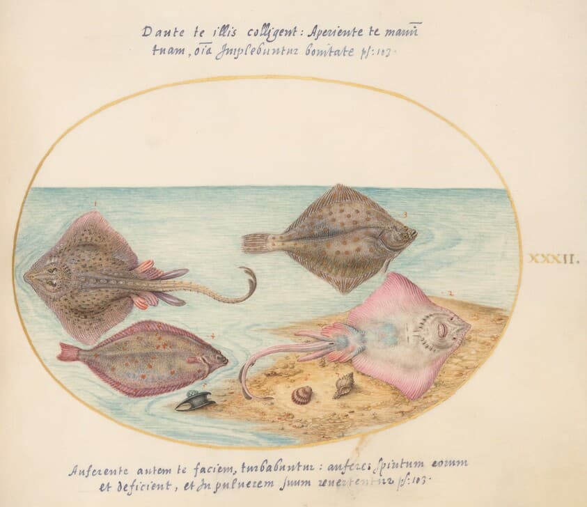 Plate 32: Skates with an Egg Case and Two Flat Fish — Joris Hoefnagel