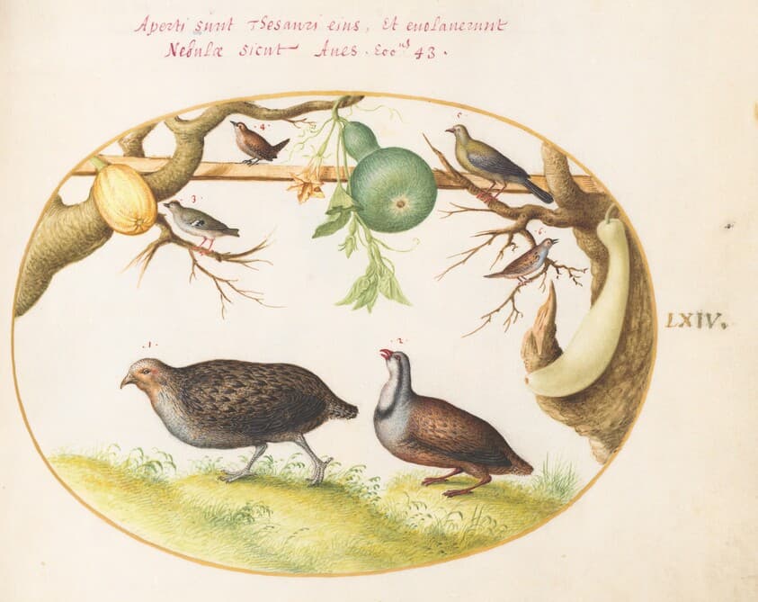 Plate 64: Two Partridges, a Wren, and Other Birds — Joris Hoefnagel