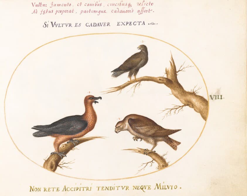 Plate 8: Bearded Vulture with Two Birds of Prey — Joris Hoefnagel