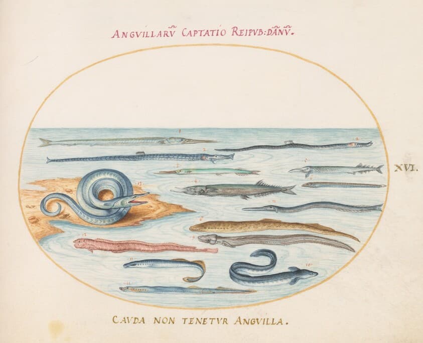 Plate 16: Eels, Pipefish, and Needlefish — Joris Hoefnagel
