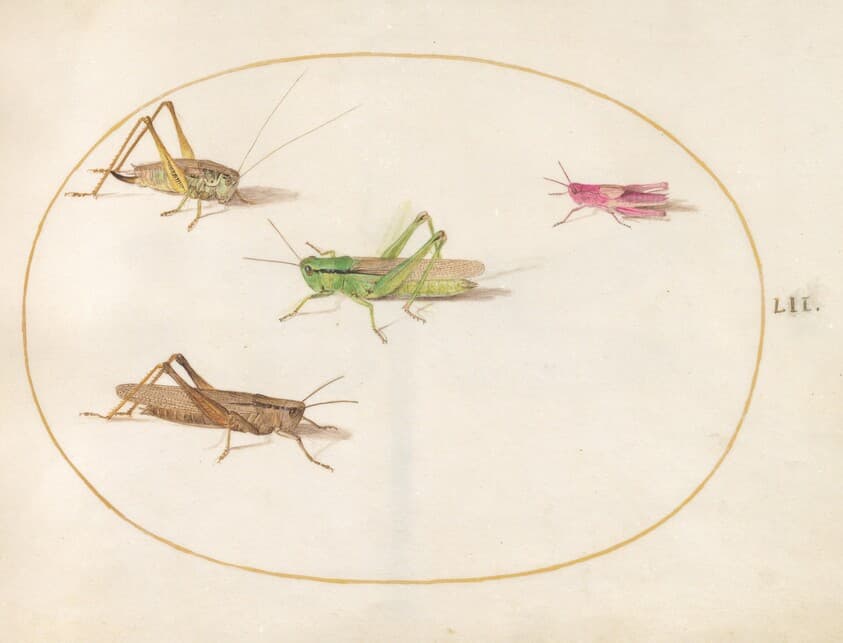 Plate 52: Four Grasshoppers — Joris Hoefnagel