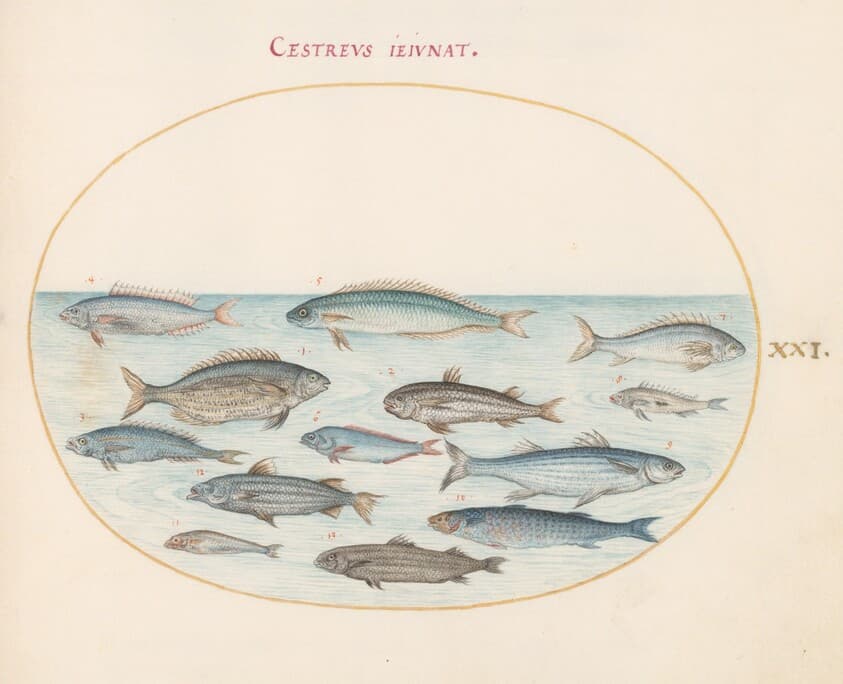 Plate 21: Cod(?) and Other Fish — Joris Hoefnagel