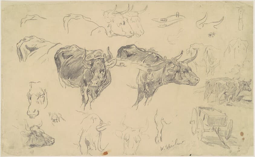 Studies of Oxen — Walter Shirlaw