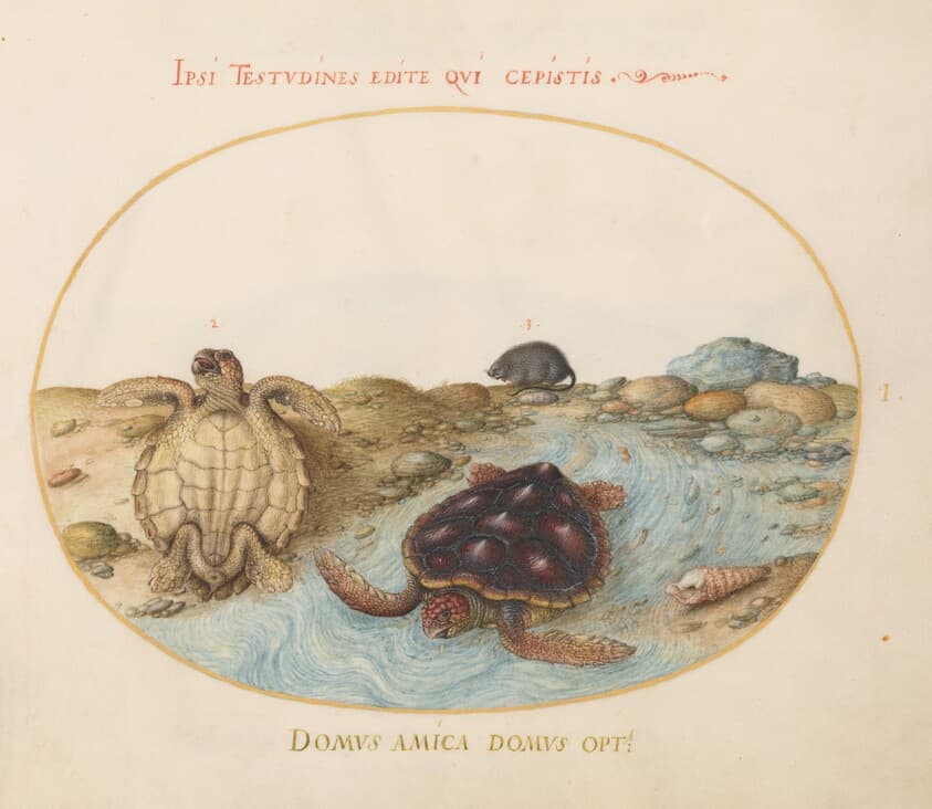 Plate 1: Two Loggerhead or Green Sea Turtles, a Muskrat, and Shells — Joris Hoefnagel