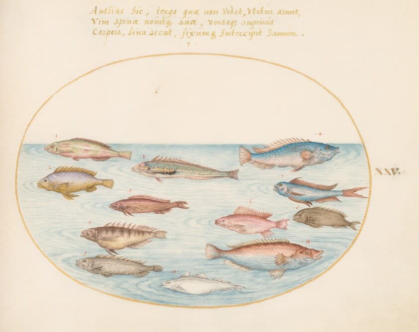 Plate 25: Mediterranean Rainbow Wrasse, Other Wrasse, a Swallowtail Sea Perch(?), Several "Anthiae," and Other Fish — Joris Hoefnagel