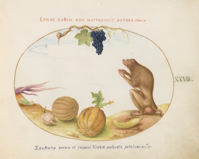 Plate 28: A "Tartarine" (Barbary Macaque?)  with Fruit and a Snail — Joris Hoefnagel