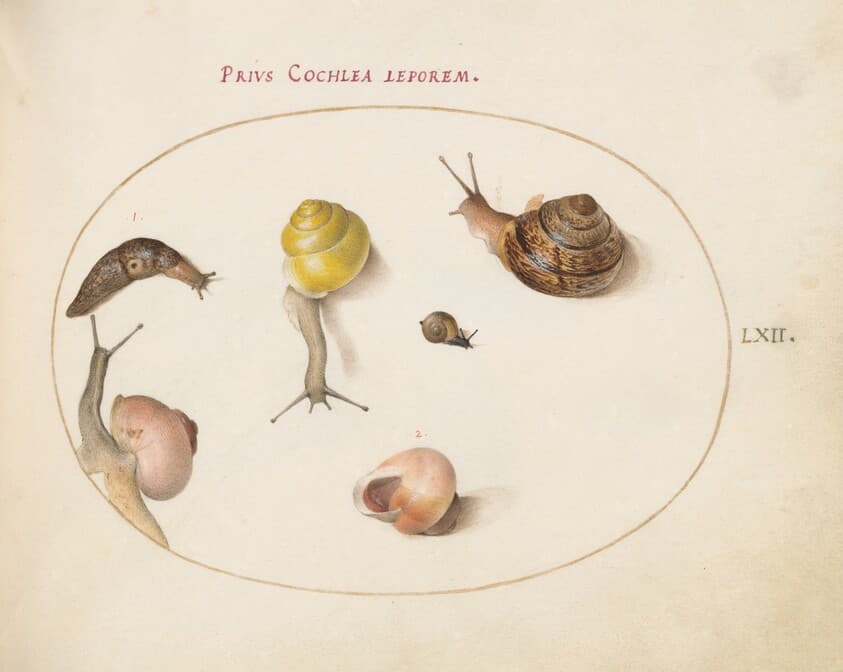 Plate 62: A Slug with Snails — Joris Hoefnagel